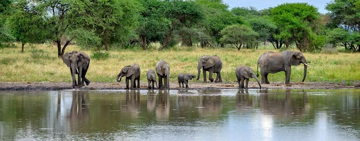 Kilimanjaro marathon 2026-2027 and 2 days Tanzania safari